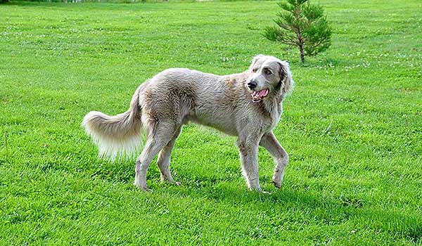 Weimaraner