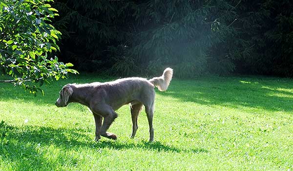 Weimaraner