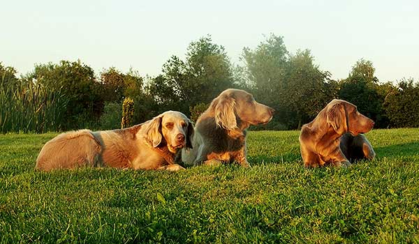 Weimaraner