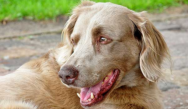 Weimaraner