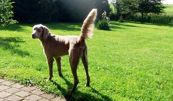 Weimaraner